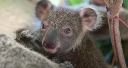 A Baby Koala That Is Guaranteed to Make You Smile – Viral ...