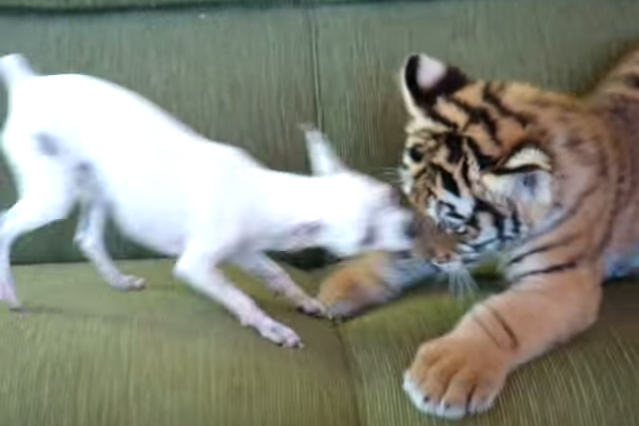 оцелот малыш. песня тигренок котенок. котята у шотландской кошки тигрята. тигр и кошка. песенка про тигренка.