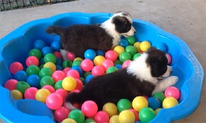 ball-pit