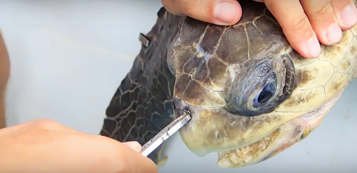 Extremely Graphic – Sea Turtle with Straw up Nose – Viral Videos Gallery