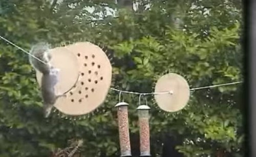 The Ultimate Bird Feeder Squirrel Viral Videos Gallery