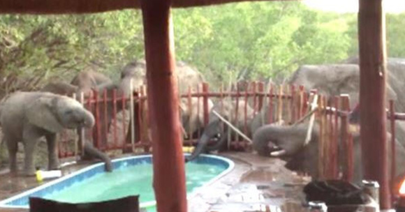 kids elephant pool