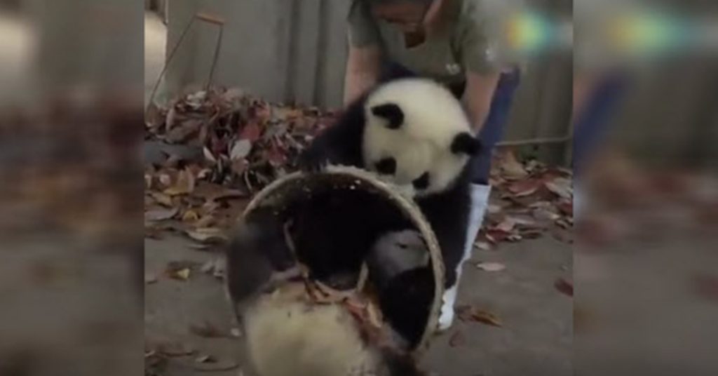 the-worker-goes-into-the-panda-pen-to-clean-but-the-two-baby-pandas-are-not-letting-her-do-it