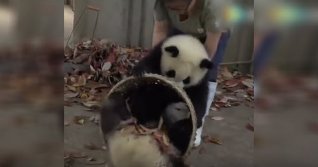 panda pull clean