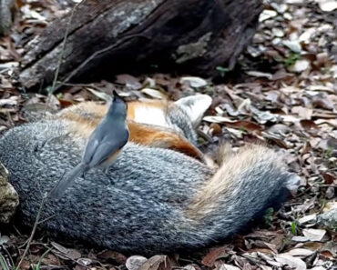 A Brave Titmouse Snags Fur From A Sleeping Fox And Lives To Build A Better Nest