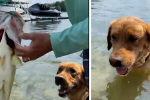 Something Crazy Happens When This Dog Plays Fetch with a Fish in a Lake