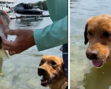 Something Crazy Happens When This Dog Plays Fetch with a Fish in a Lake